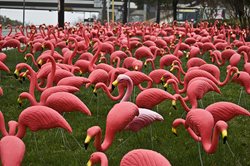 a lawn full of pink plastic flamingos
